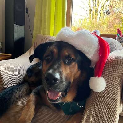 aktuelles Foto Gruppe Sennenhunde (Berner, Appenzeller, Grosser Schweizer, Entlebucher)