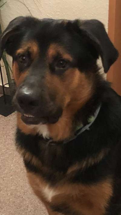 Dogorama Photo Challenge - Hundeblick zum hinschmelzen-Beitrag-Bild