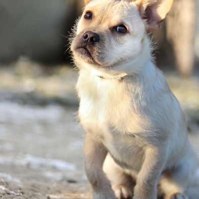 Wer hat noch alles einen Französischen Bulldoggen Mix ???-Beitrag-Bild