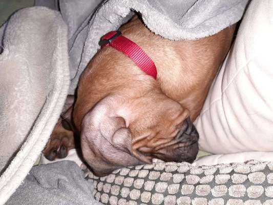 Rhodesian Ridgeback-Beitrag-Bild