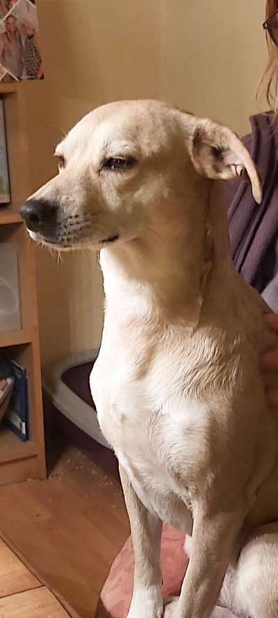 Hund aus dem Spanischen Tierschutz-Beitrag-Bild