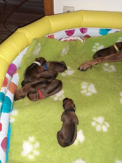 Rhodesian Ridgeback-Beitrag-Bild