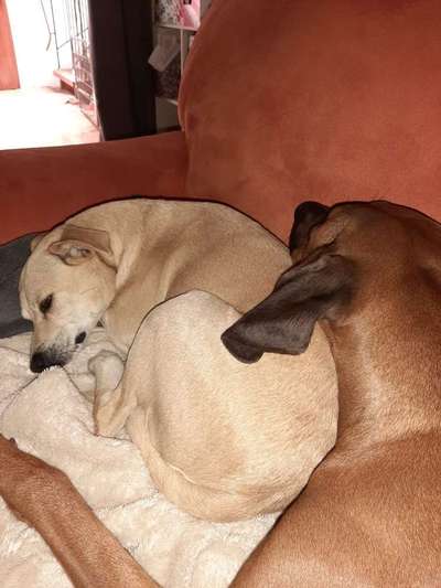 Hund aus dem Spanischen Tierschutz-Beitrag-Bild