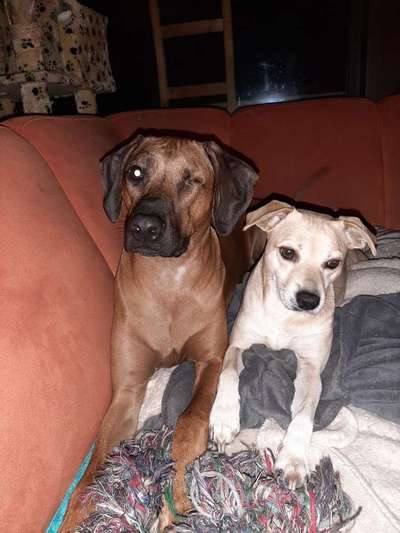 Hund aus dem Spanischen Tierschutz-Beitrag-Bild