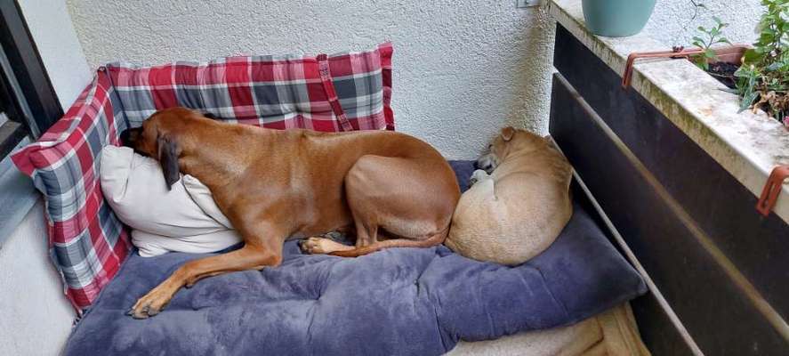 Rhodesian Ridgeback-Beitrag-Bild