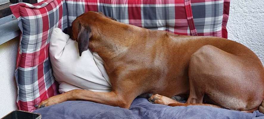 Rhodesian Ridgeback-Beitrag-Bild