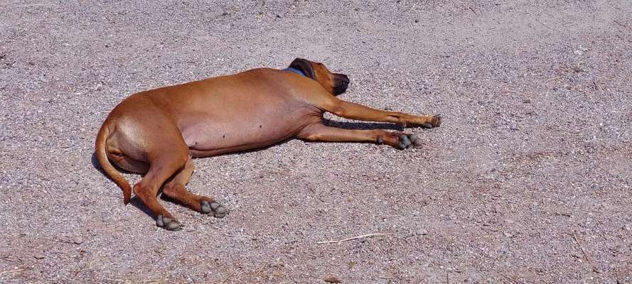Rhodesian Ridgeback-Beitrag-Bild