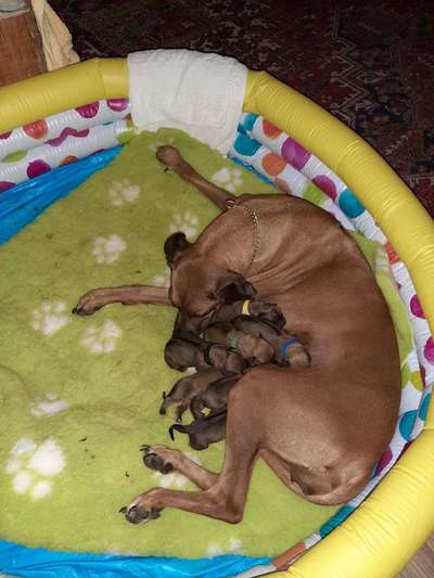 Rhodesian Ridgeback-Beitrag-Bild
