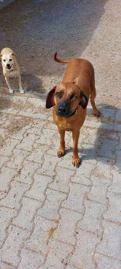 Rhodesian Ridgeback-Beitrag-Bild