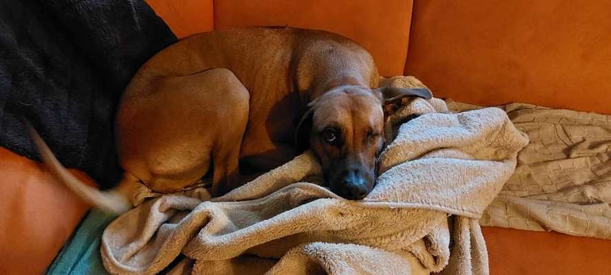 Rhodesian Ridgeback-Beitrag-Bild