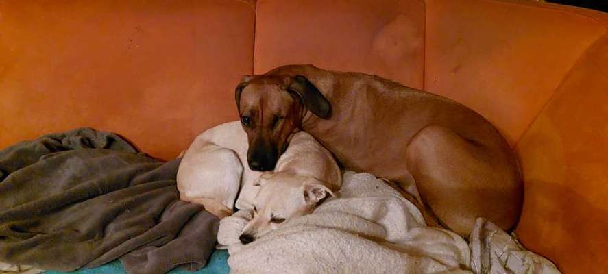 Rhodesian Ridgeback-Beitrag-Bild