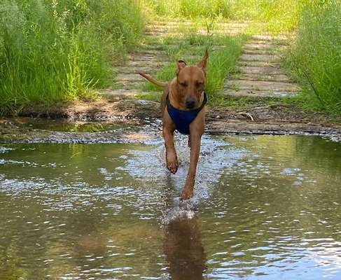Fotosammlung: ,,Der natürliche Hund" Unbearbeitet, ungestellt und in Natura-Beitrag-Bild