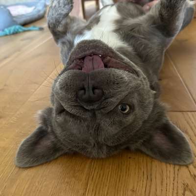 aktuelles Foto Gruppe Wiesbaden und Umgebung mit Hund