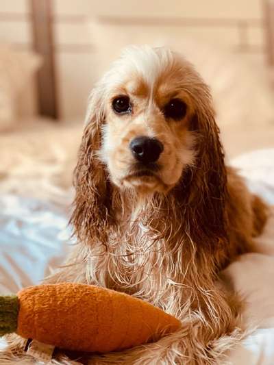 Englisch Cocker Spaniel-Beitrag-Bild