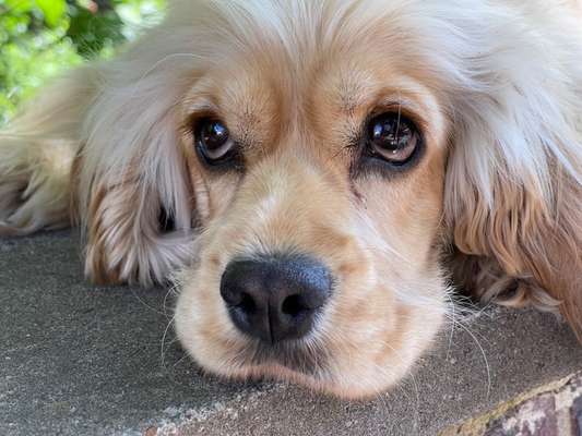 Englisch Cocker Spaniel-Beitrag-Bild
