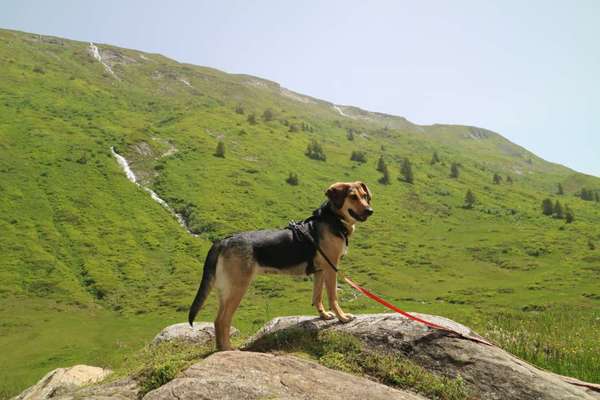 Spinone Italiano & Segugio Italiano im Sauerland-Beitrag-Bild