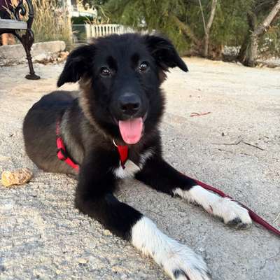 Hundetreffen-Hundetreff für verängstigten Junghund-Bild