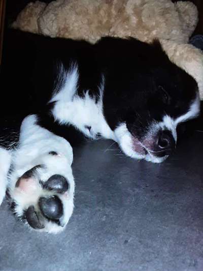 Welpen Bilder !-Beitrag-Bild