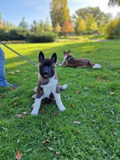 American Akita-Beitrag-Bild