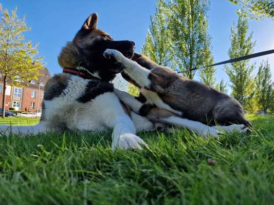 American Akita-Beitrag-Bild