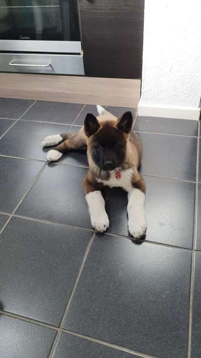 Akita Inu/American Akita (Mix) halter.-Beitrag-Bild