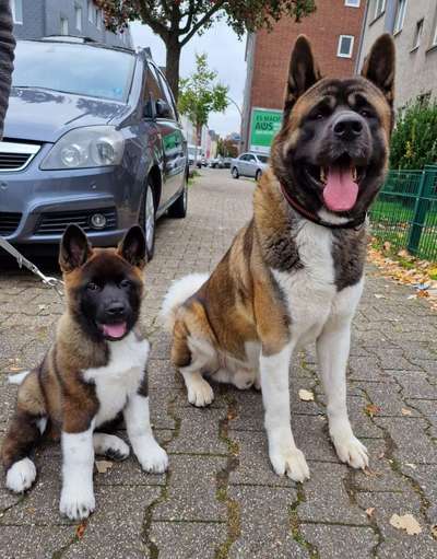 American Akita-Beitrag-Bild