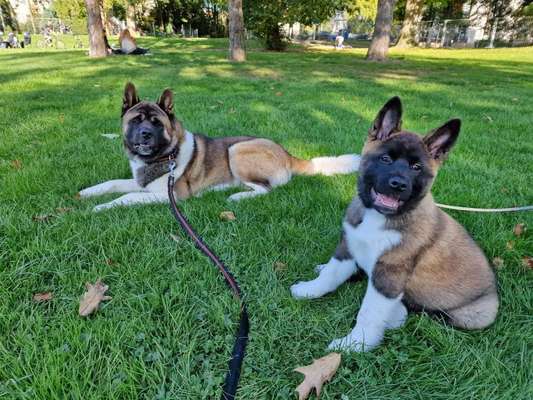 American Akita-Beitrag-Bild