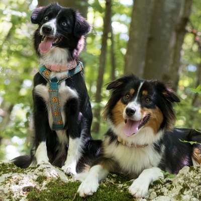 Hundetreffen-Social Walk-Profilbild