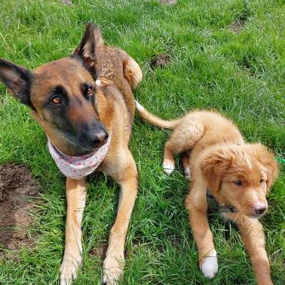 Hundetreffen-Trainingstreffen-Bild