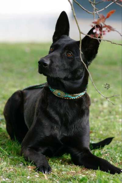 Seltene Rassen!-Beitrag-Bild