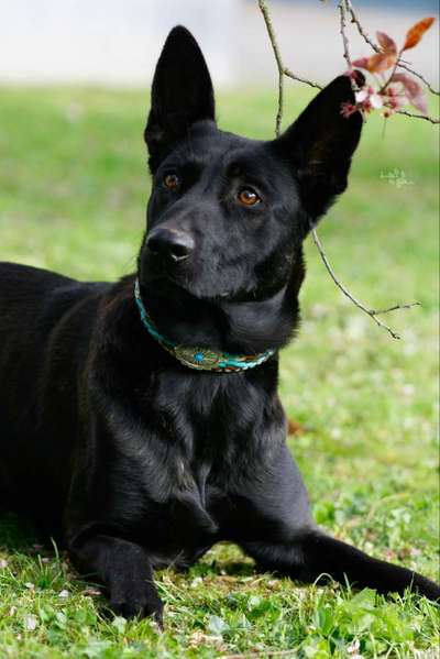 Die Dogorama Kalender Challenge 4/4-Beitrag-Bild