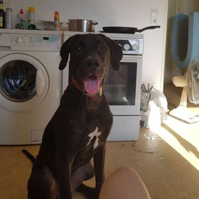 Hundetreffen-Gassi und spiel Gefährte gesucht zum Training im Umgang mit anderen Hunden-Bild