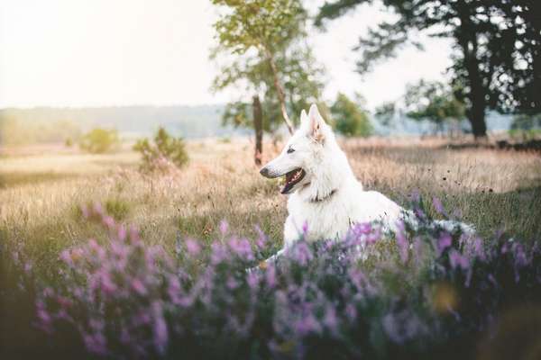 Hundetreffen-Hey vielleicht mag ja jemand ab und an oder regelmäßig immer mal eine schöne Runde laufen-Bild