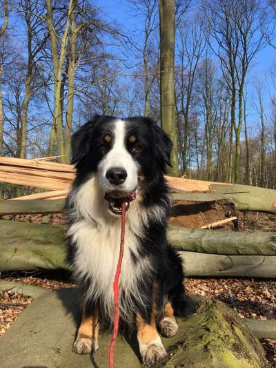 Die Dogorama Monats Challenge "Es grünt und blüht"-Beitrag-Bild