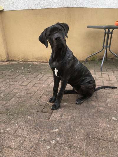 Rassensuche Cane Corso Italiano-Beitrag-Bild