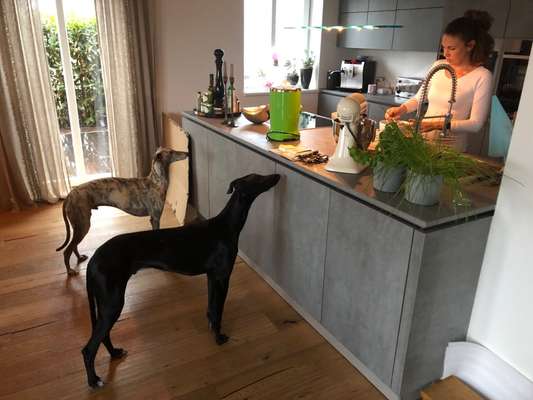 Hund aus dem Spanischen Tierschutz-Beitrag-Bild