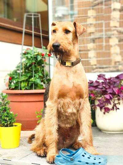 Gibt es noch andere Airedales?:)-Beitrag-Bild