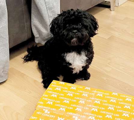 bolonka zwetna 😁-Beitrag-Bild