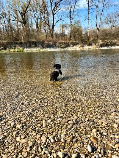 bolonka zwetna 😁-Beitrag-Bild