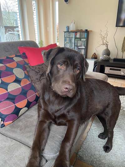 Hundetreffen-Münsterland Gassi Runde-Bild