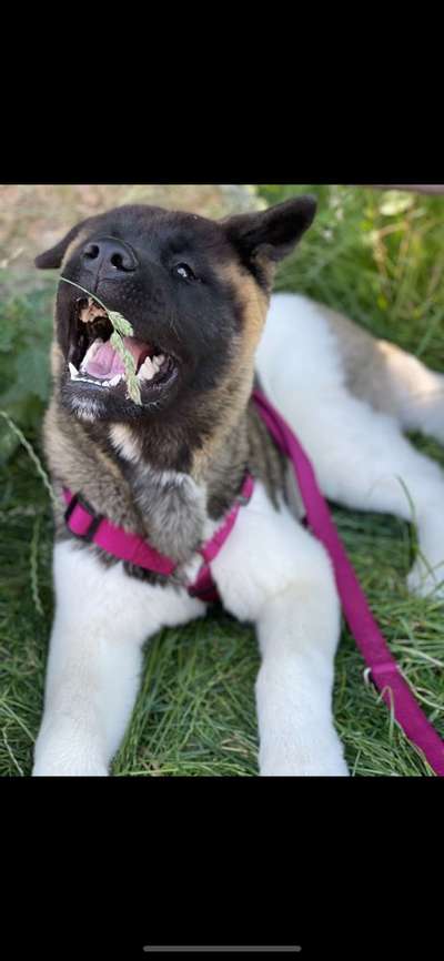 Hundetreffen-Hundetreffen in Schwabach-Bild