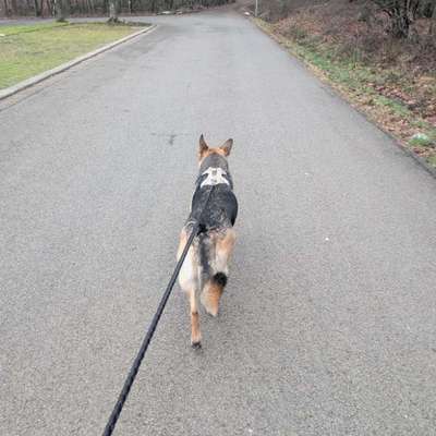 Hängendes ohr bei schäferhund-Beitrag-Bild