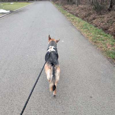 Hängendes ohr bei schäferhund-Beitrag-Bild