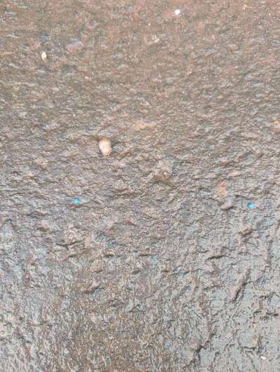 Giftköder-Mögliches Schneckenkorn-Bild