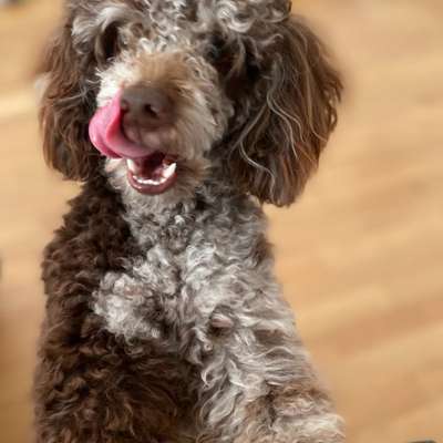Hundetreffen-Wir suchen nette Zwergpudel in Puchheim und Umgebung, die Lust auf gemeinsame Gassirunden und Spiele-Bild
