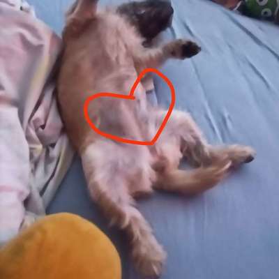 Bauchi kraulen?-Beitrag-Bild