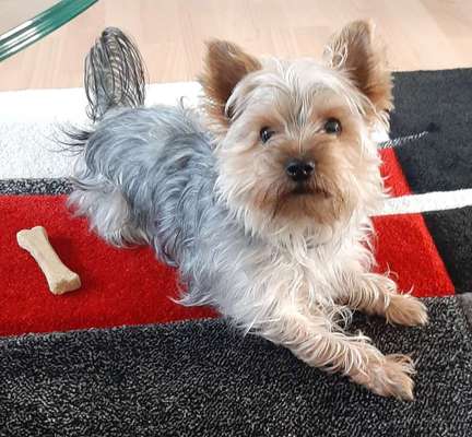 Yorkshire Terrier-Beitrag-Bild