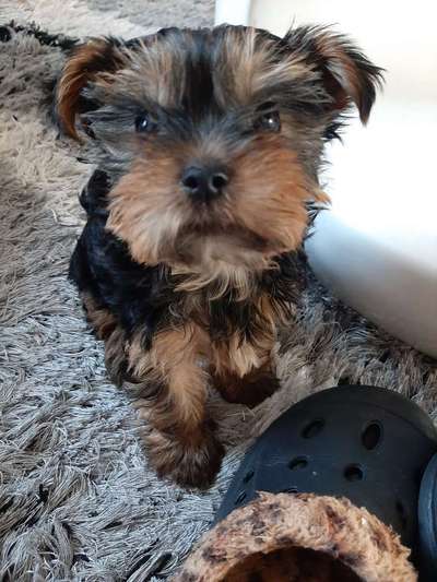 Welpen Bilder !-Beitrag-Bild