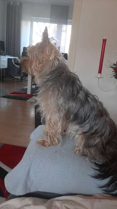Yorkshire Terrier-Beitrag-Bild