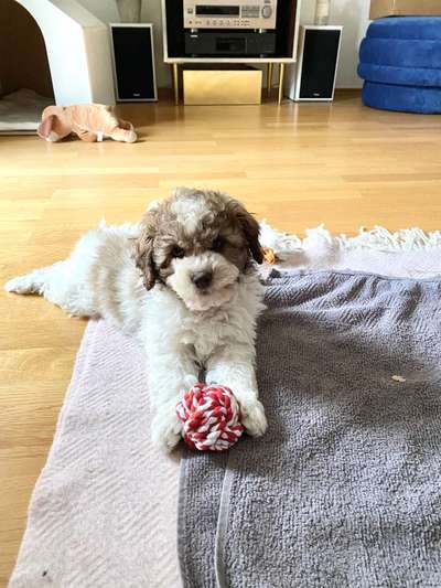 Hundetreffen-Welpentreffen-Bild